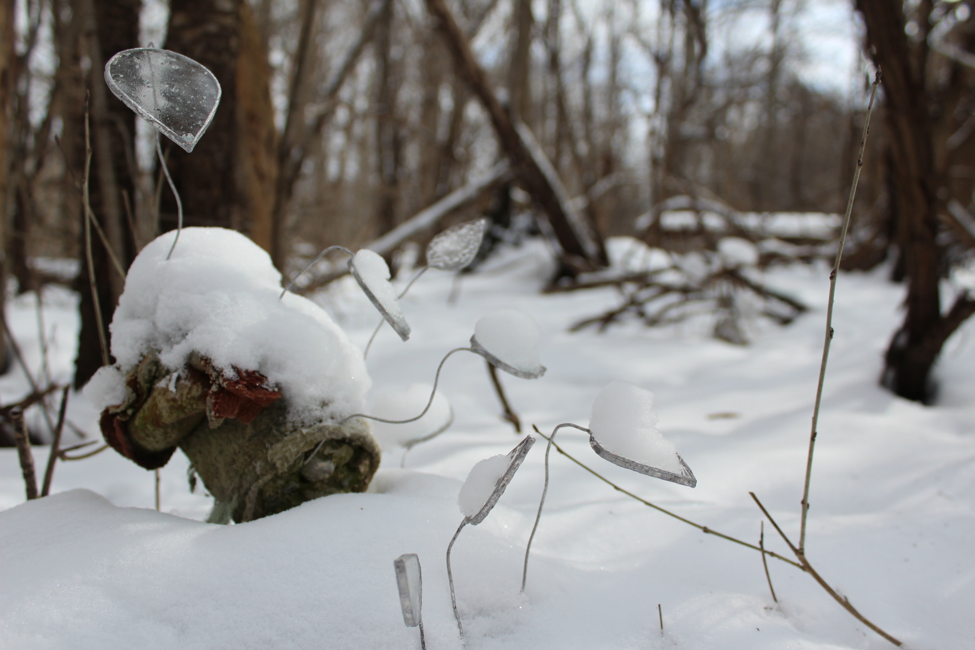 Photo of stained glass leaves partially buried in snow in a forest.